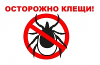 Если присасывание клеща произошло, что делать?